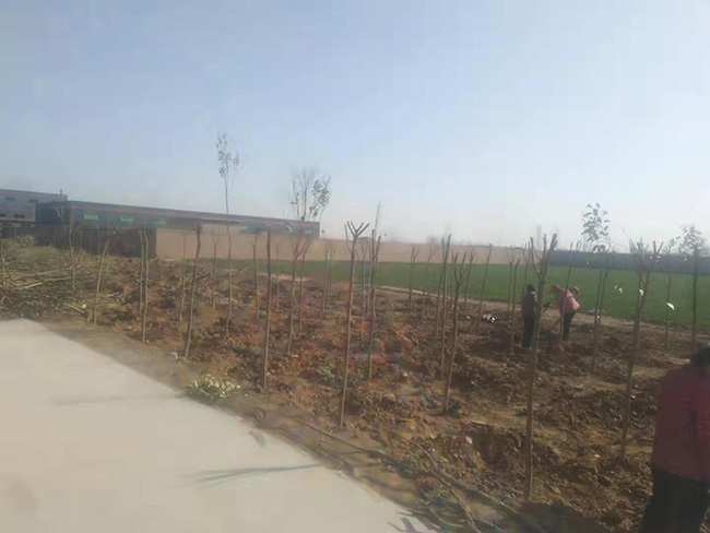 陽春三月，大地復(fù)蘇，安陽鼎諾廠區(qū)植樹活動(dòng)再添綠。